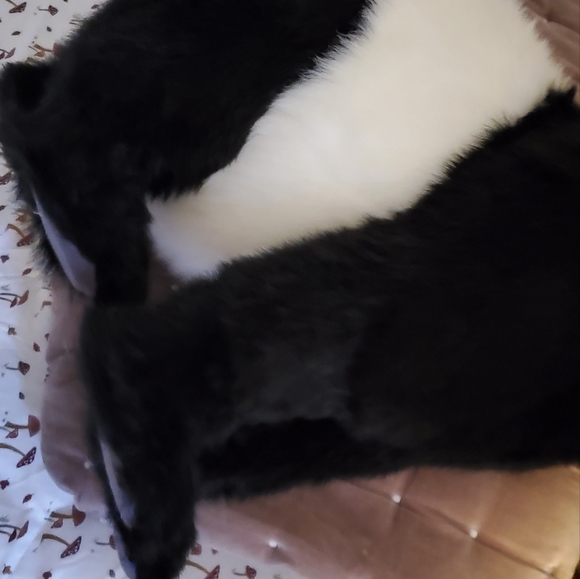 SAKS FIFTH AVENUE PANDA BEAR LARGE - Picture 5 of 6